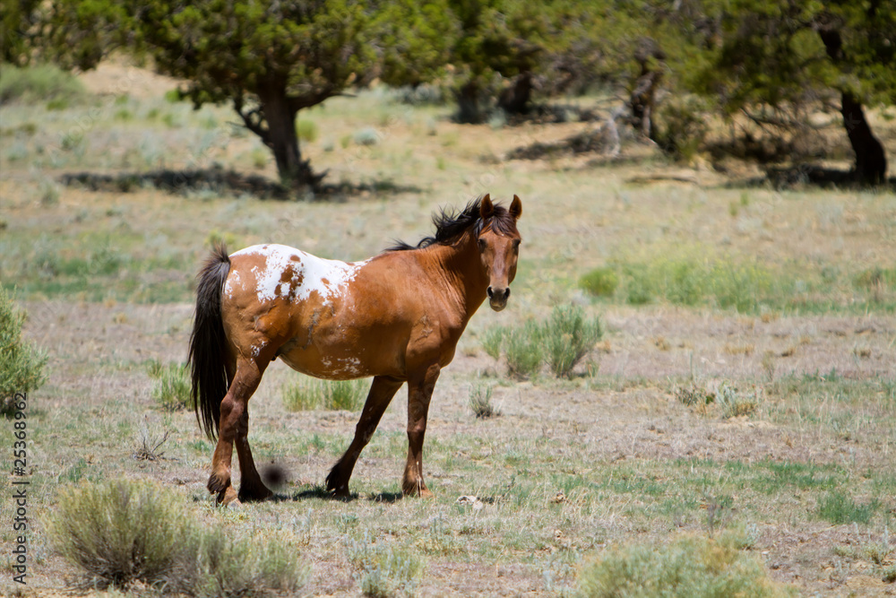 Horse on open field