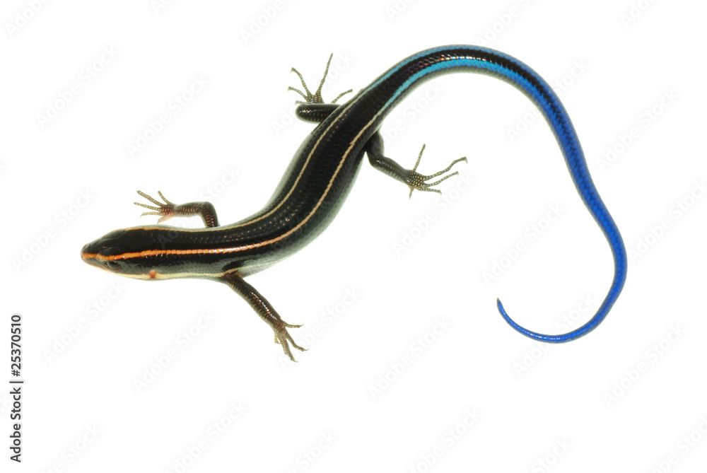 Naklejka premium blue tail skink lizard