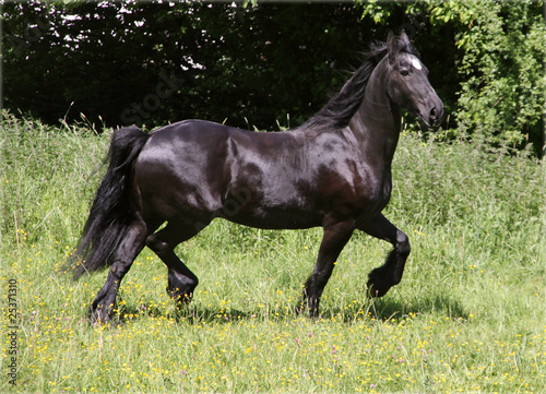 Friesian horse