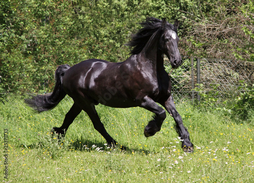 friesian horse © equine-photography