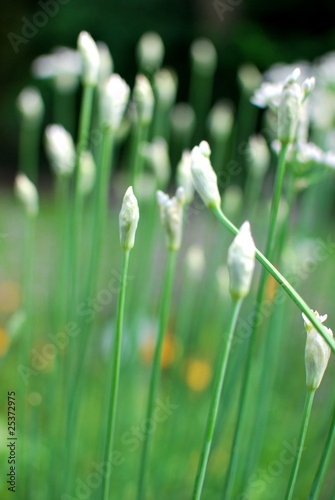 Knoblauch-Schnittlauch photo