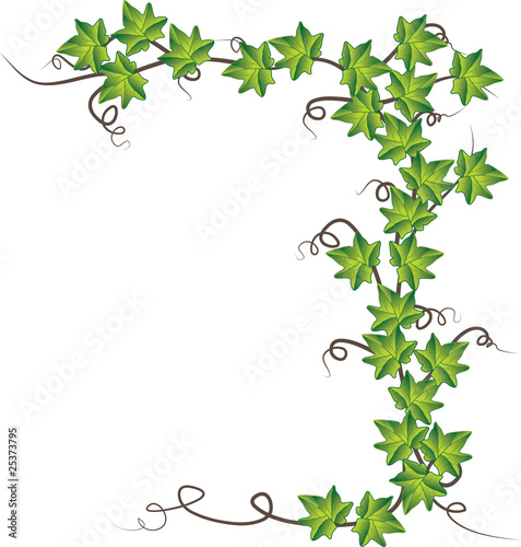 Green ivy  . Vector illustration