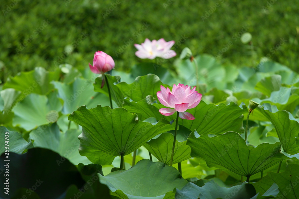 蓮花 (東京・小石川後楽園)