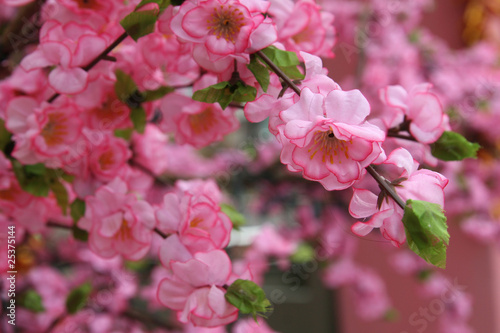 Wallpaper Mural Chinese New year Flowers Torontodigital.ca