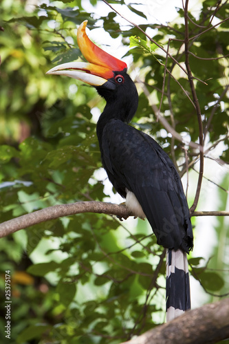 Rhinoceros Hornbill photo