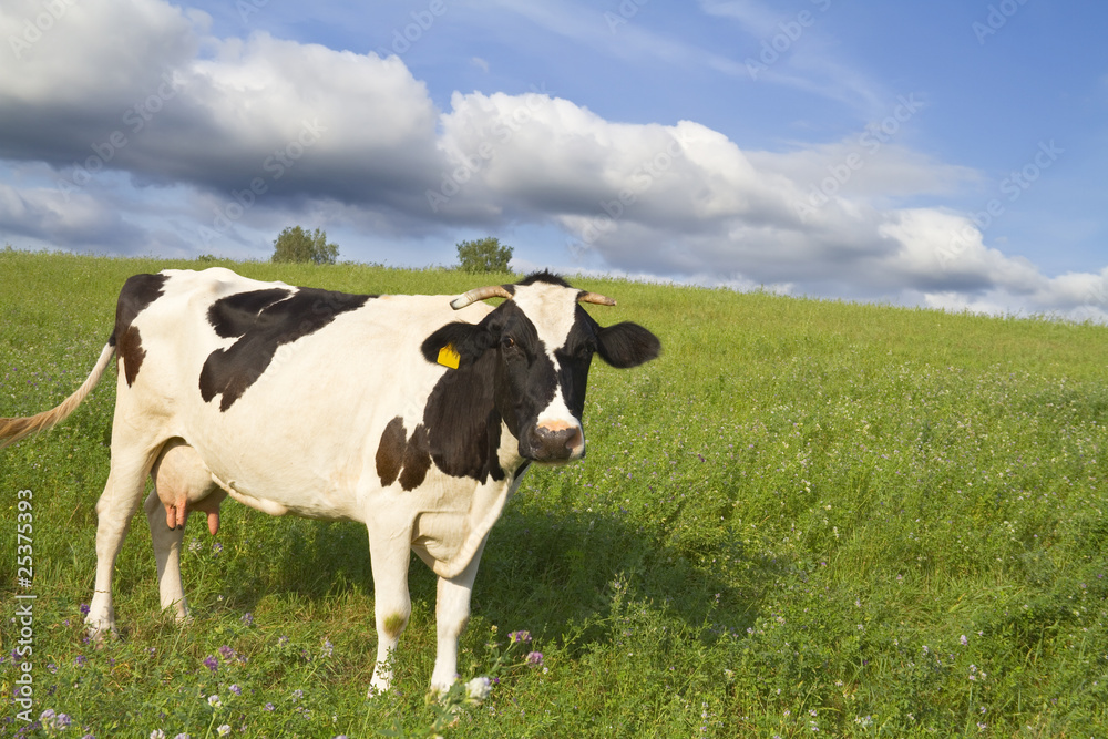 cow on the meadow