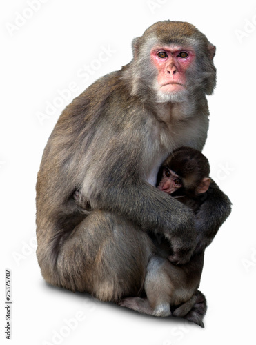 Japanese Macaque, Macaca fuscata