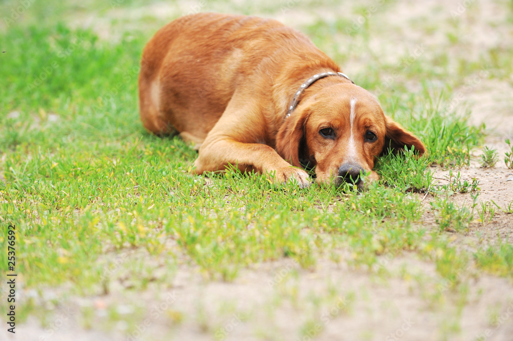 brown dog brown dog