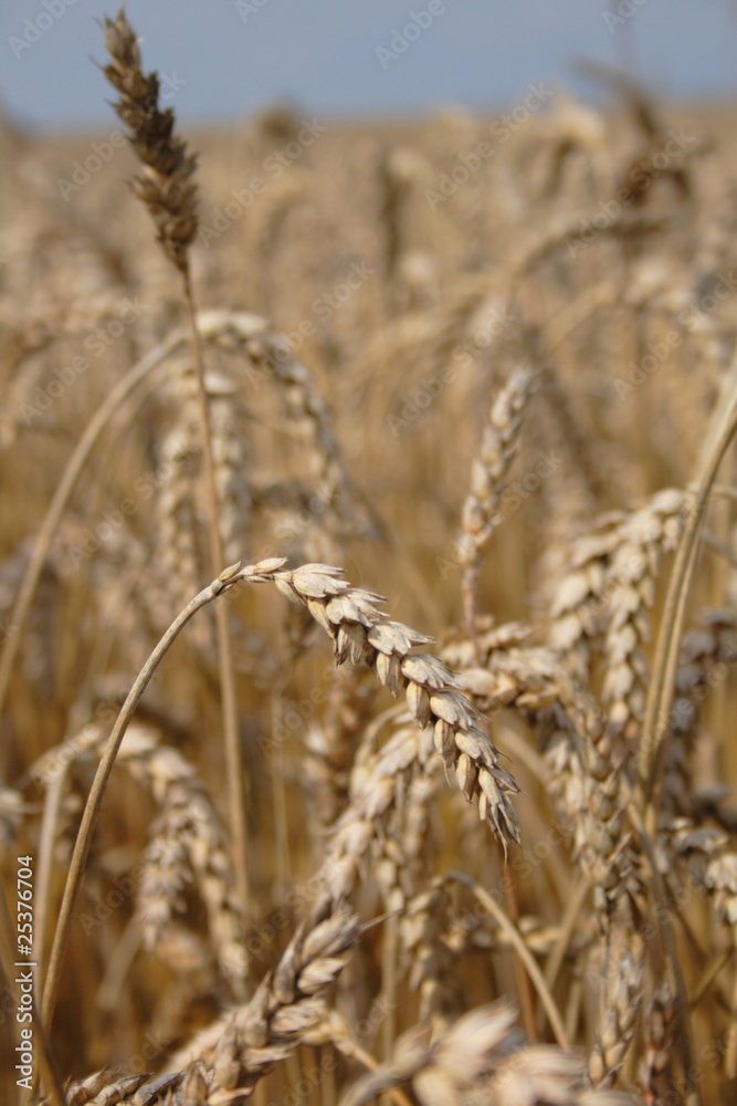 Fototapeta premium golden corn