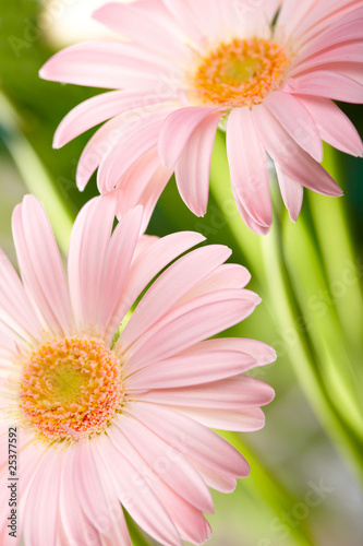 Fototapeta Naklejka Na Ścianę i Meble -  Closeup of two pink daisy-gerbera