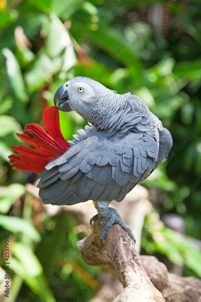 Fototapeta premium African grey parrot