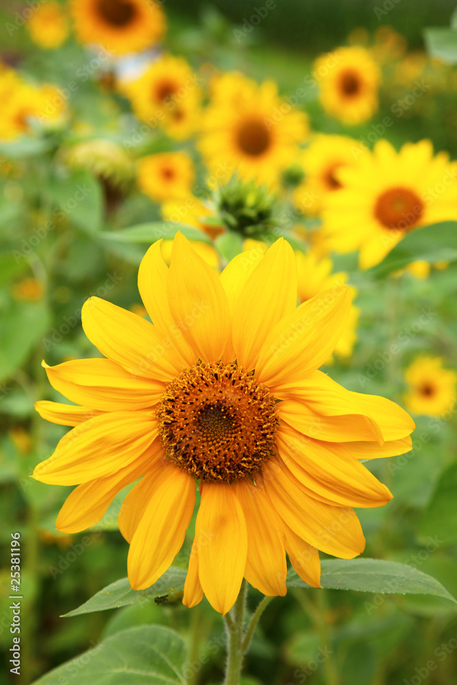 Sunflower Sunflower