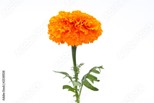 Orange Marigold (Tagetes) photo