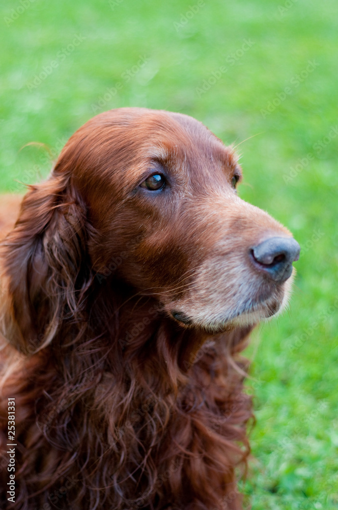 Irish setter