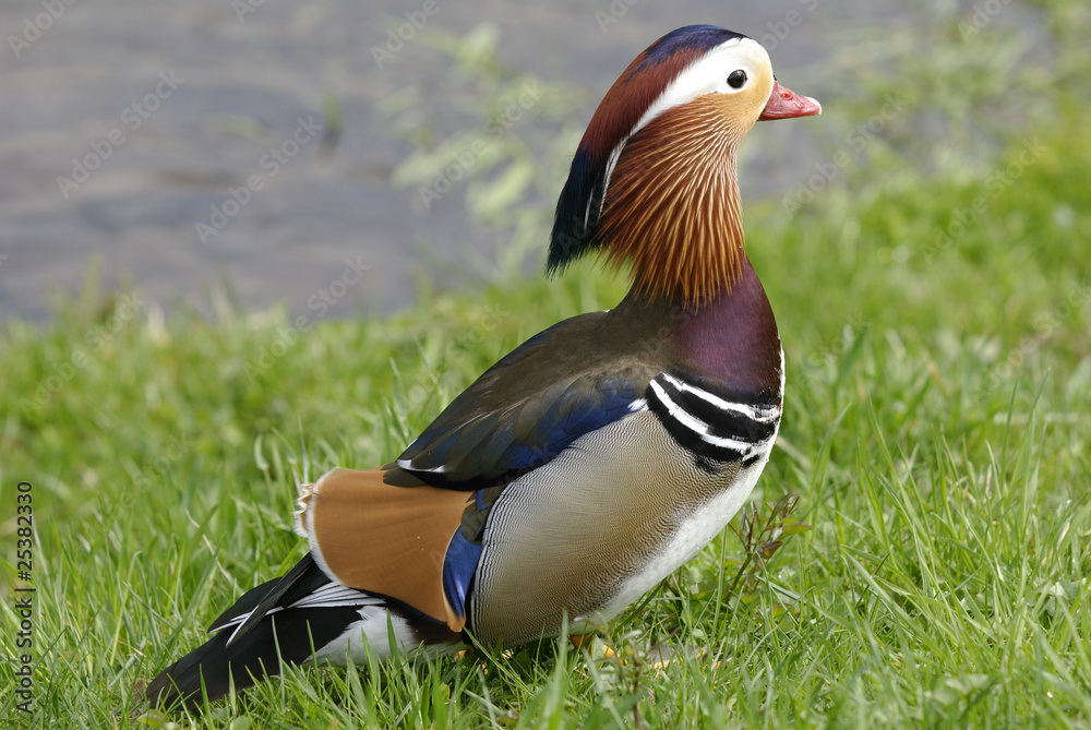 Mandarinenente (Anas galericulata) Mandarinenente (Anas galericulata)