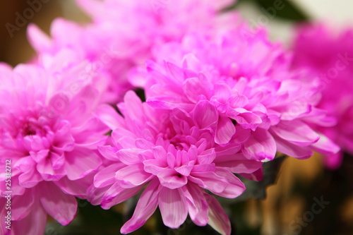 Pink flowers close up