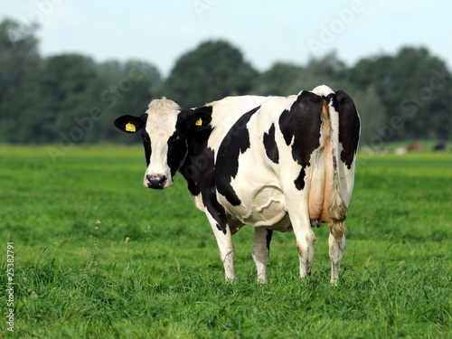 Dutch cow looking © arniepaul