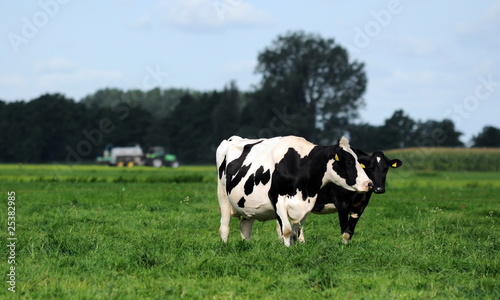 Two cows with tractor in background