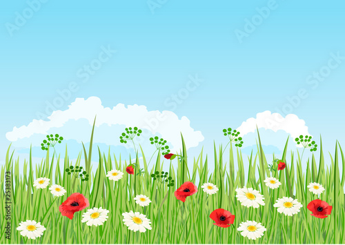 Summer daisy and poppy meadow. Vector background.