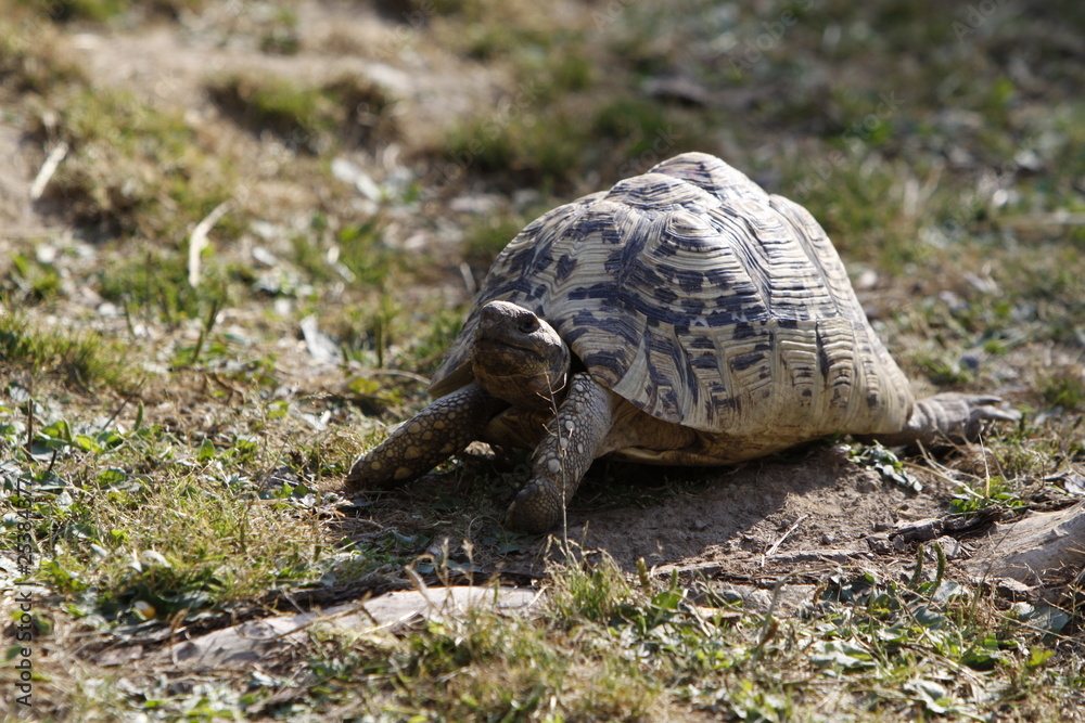Fototapeta premium Pantherschildkröte