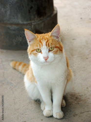 A lovely cats