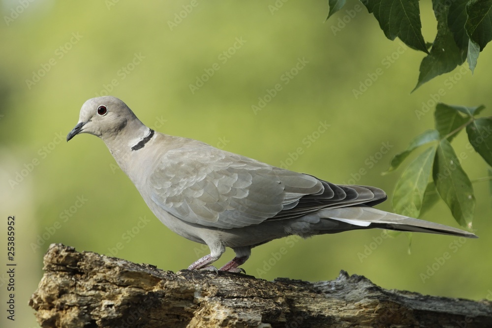 Eurasion Collared Dove
