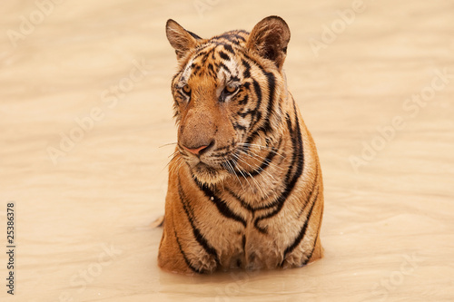 Tiger im Wasser