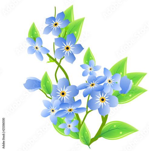 Vector branch of blue forget-me-not flowers isolated