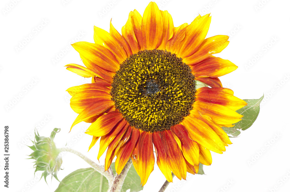 Obraz premium sunflower