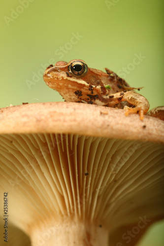 Frosch auf Pilz