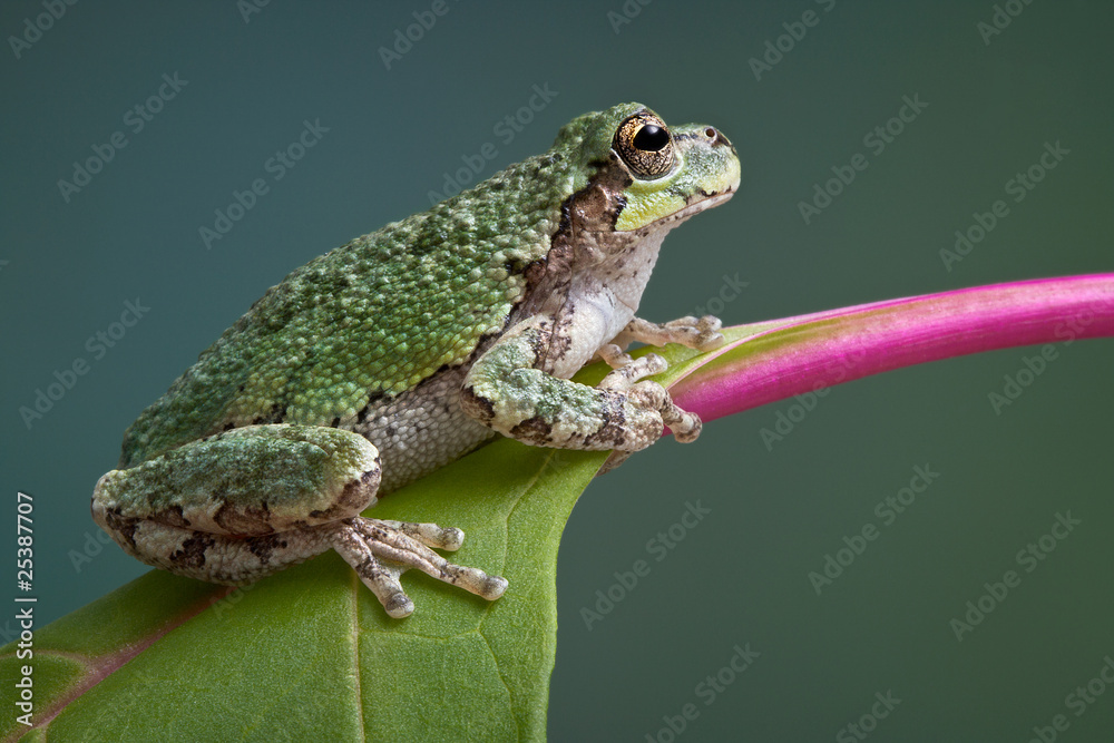 Obraz premium Grey tree frog on pokeweed