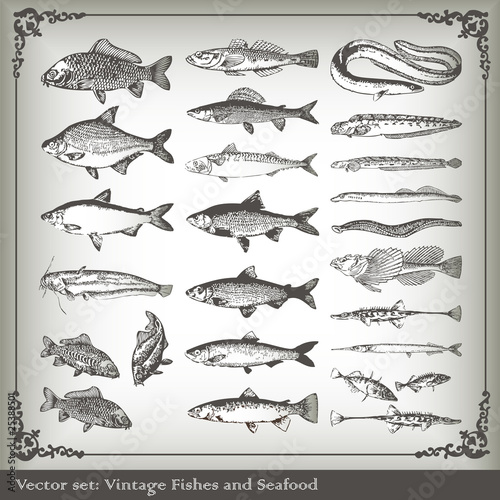 Vector set: fish