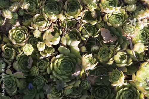 Sempervivum globiferum Succulent plants photo