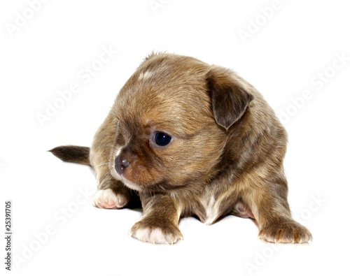 chihuahua puppy