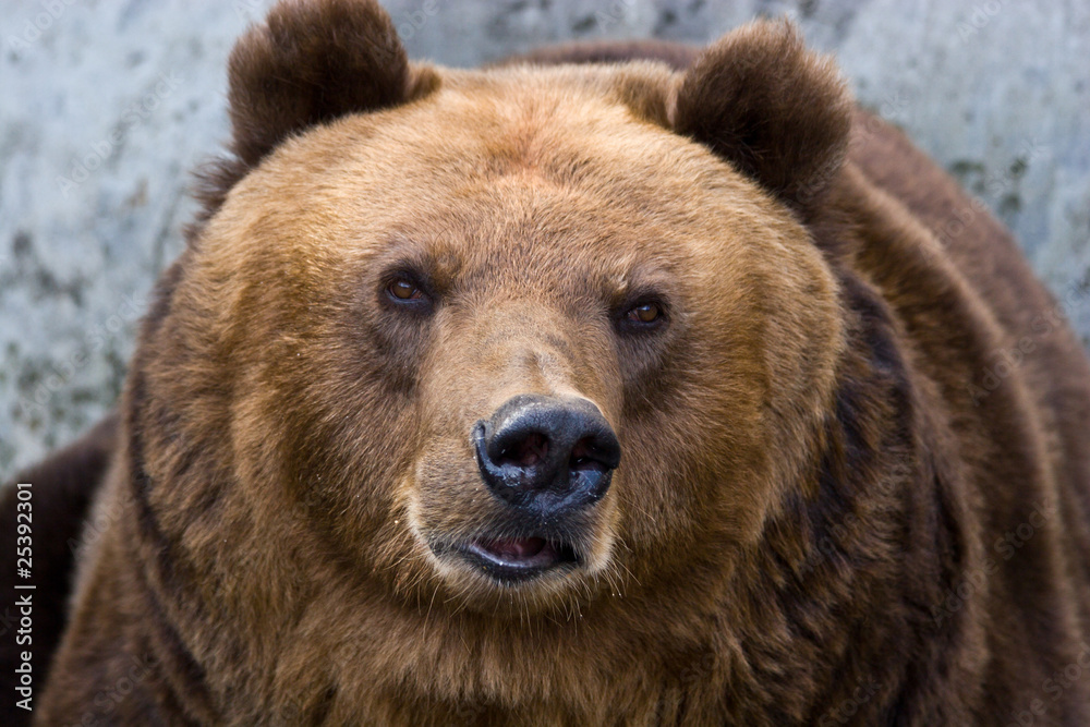 Brown bear, Ursus arctos