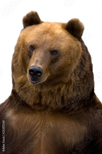 Brown bear, Ursus arctos © fotoparus