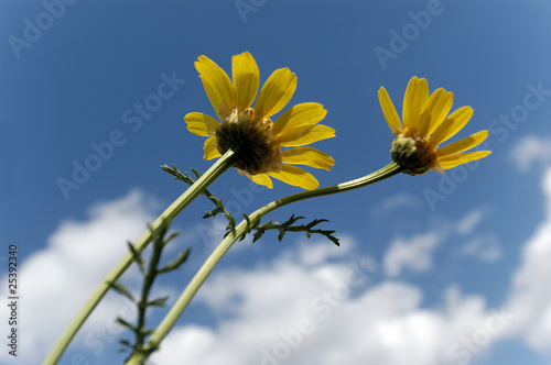 Yellow Chrysanthemums