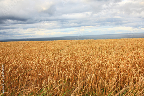 Fields of wheat on summer day