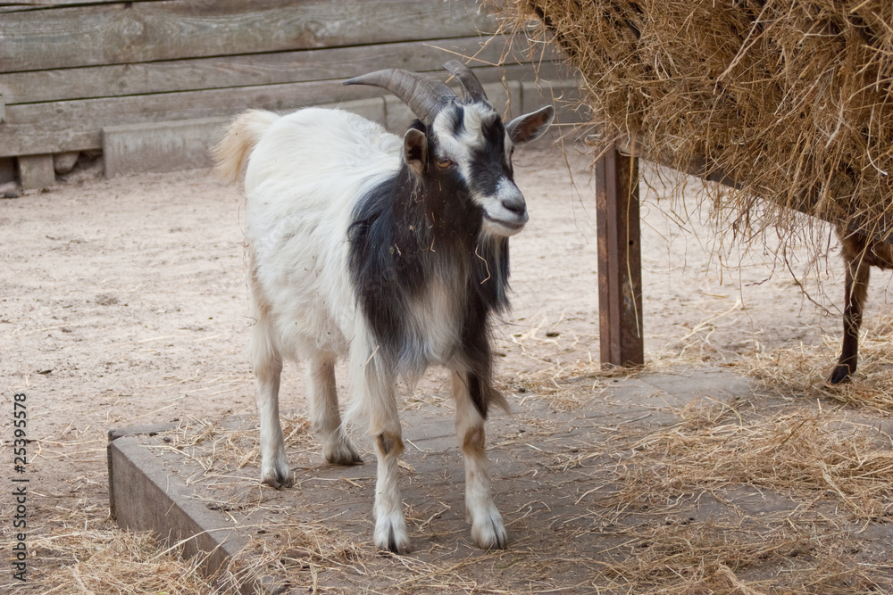 Obraz premium Ziege