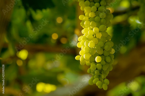 A Bunch Of White Grapes