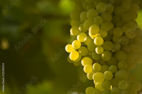 A Bunch Of Green Grapes (2)