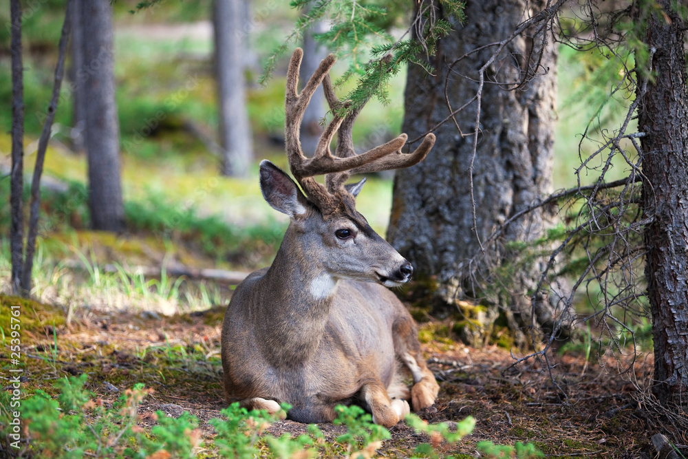 White Tail Deer Resting