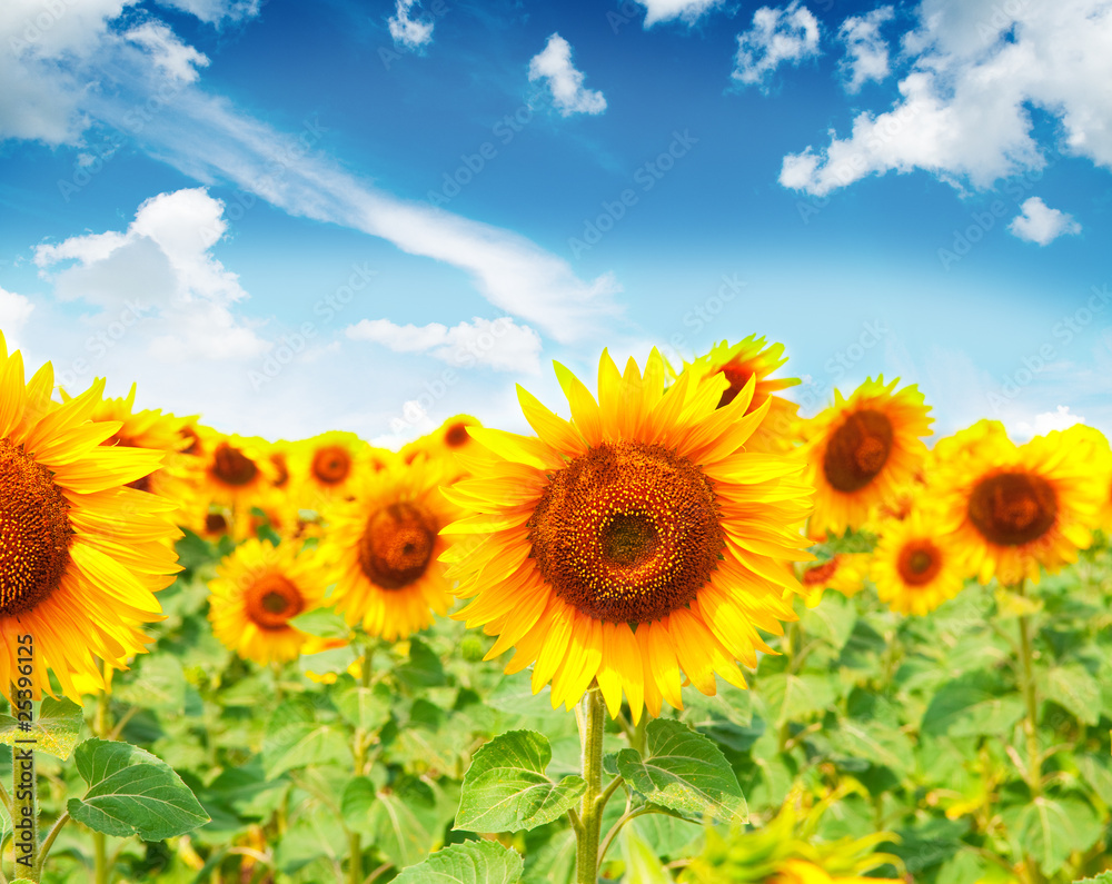 beautiful sunflowers with blue sky .Image
