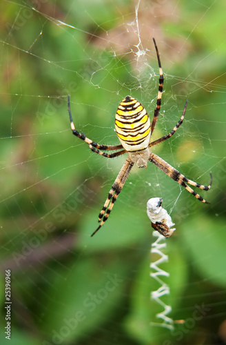 Spider - argiope aurantia © Mushy