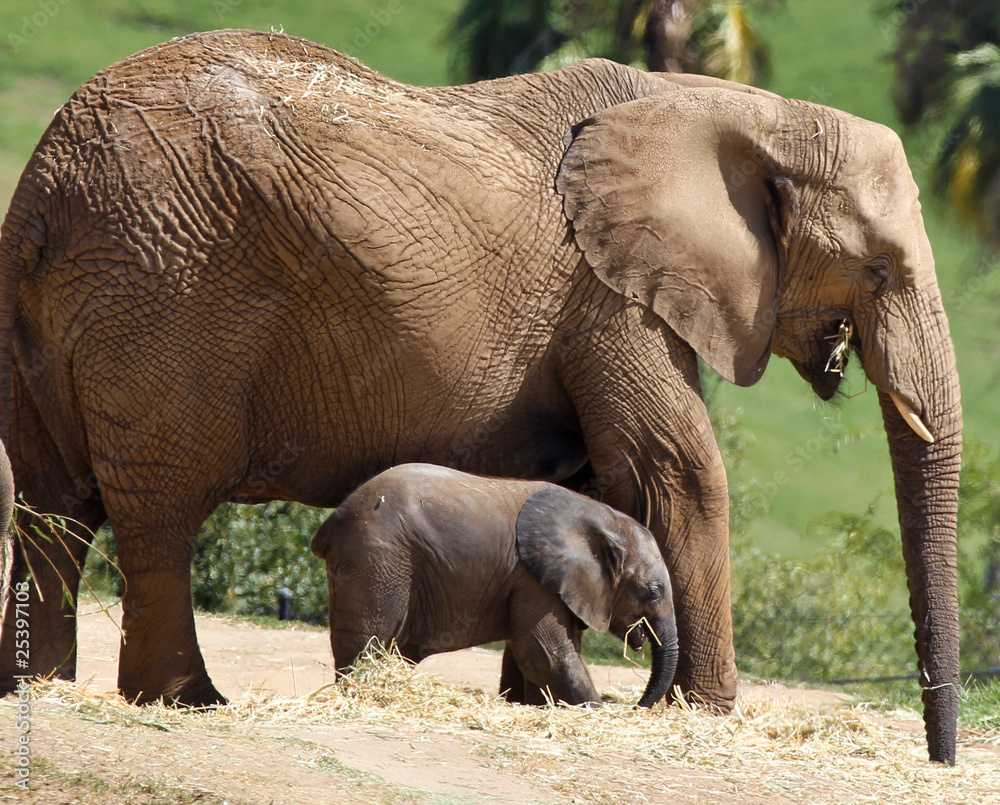 Fototapeta premium Mother and baby elephant