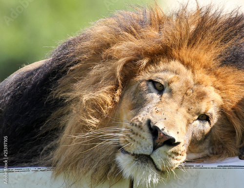 Lion portrait