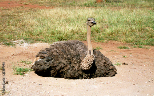 Ostrich, Hlane Royal National Park, Swaziland