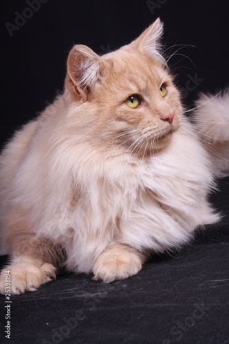 portrait study of young male cat Norwegian