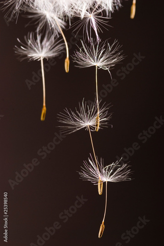Dandelion seeds  flying away