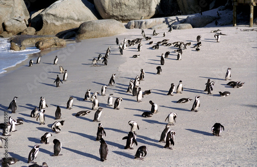 Jackass penguins, Cape of Good Hope, South Africa